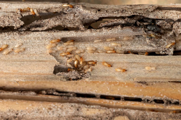 Best Pest Removal Services  in Delphi, IN